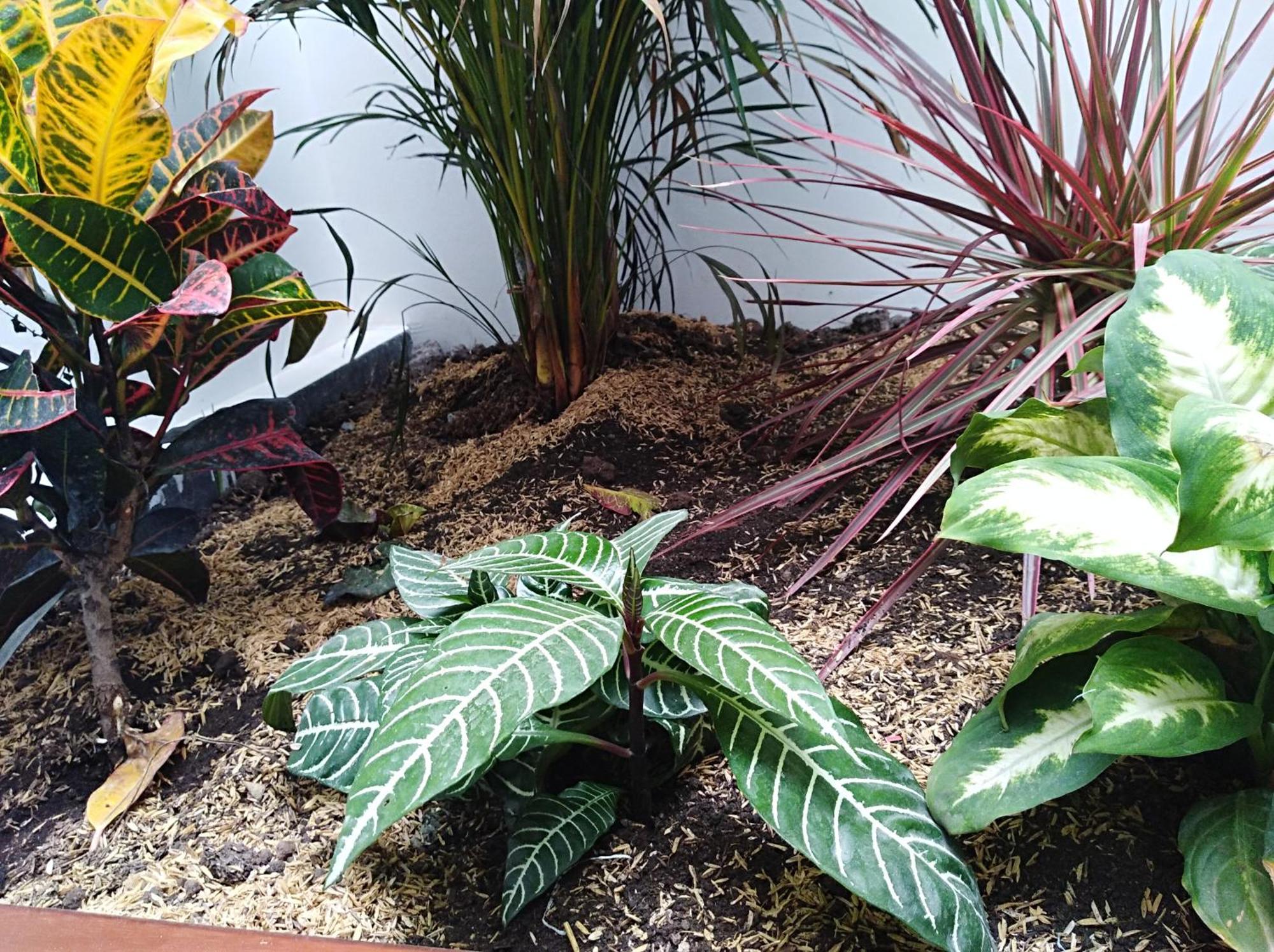 פאסטו Hotel Jardin 38 מראה חיצוני תמונה